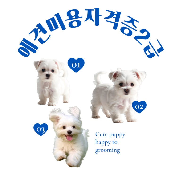  애견미용자격증2급 단기간 취득 가능! 실습·시험 완벽 가이드
