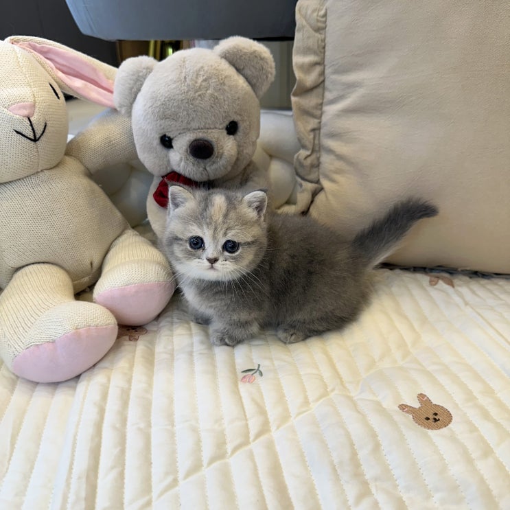  분양가로 알아보는 건강한 먼치킨 고양이 선택법