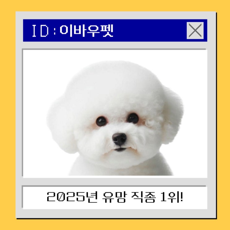  헤어디자이너에서 애견미용창업으로? 창업 성공 비밀 공개!