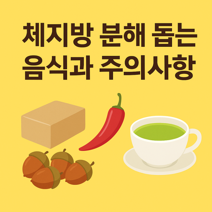  다이어트 체지방 분해를 돕는 3가지 음식