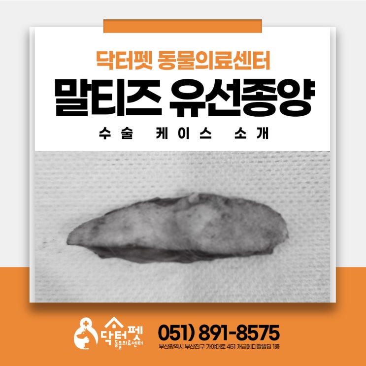  10살 말티즈 유선종양 작아도 치료해야 하는 이유 양성?악성? 부산 일요일 동물병원