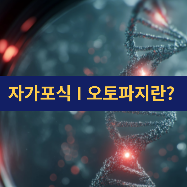  오토파지 뜻 | 오토파지 활성화 시간 | 자가포식 | 오토파지 효능