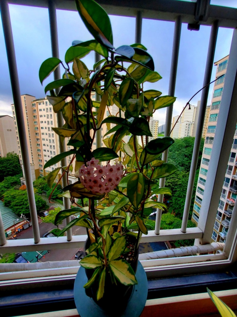 Hoya carnosa variegata (호야 카노사 바리에가타)