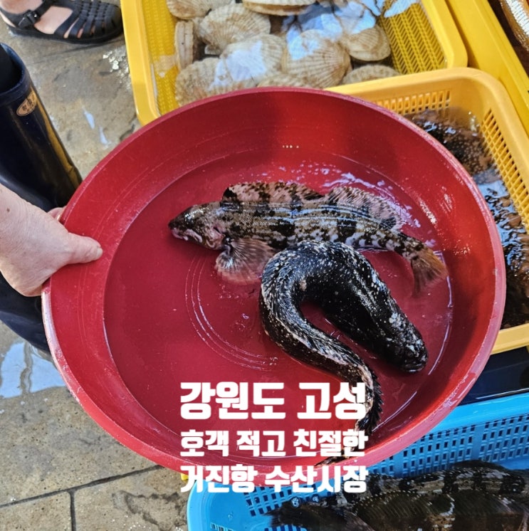  강원도 고성 | 호객 적은 거진항 수산시장 회센터 후기! 그리고 전복치 회 시세 가격