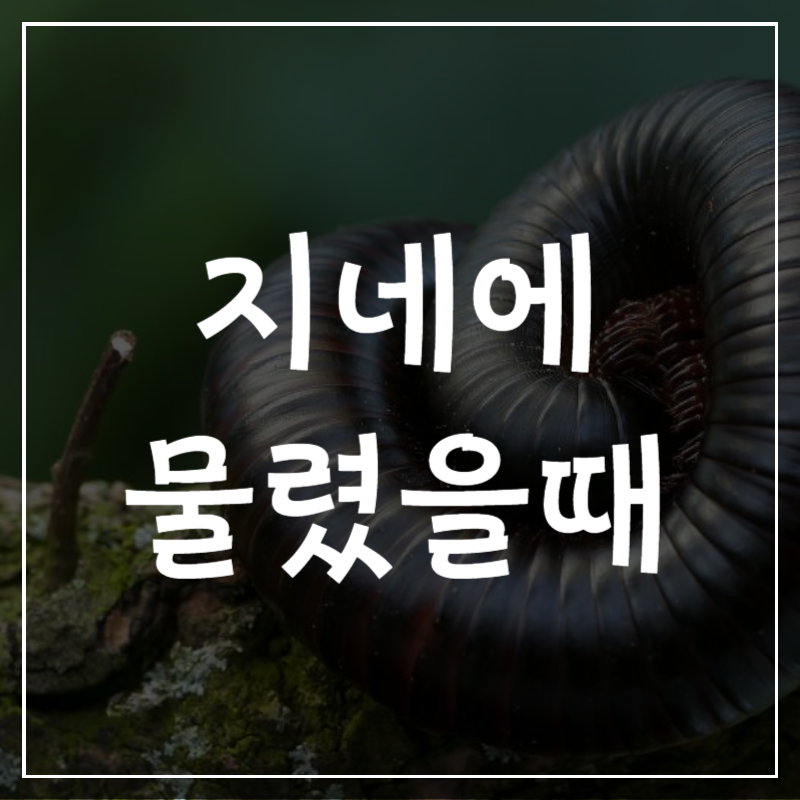 지네 물렸을때 물린자국 병원 치료법 증상 새끼지네