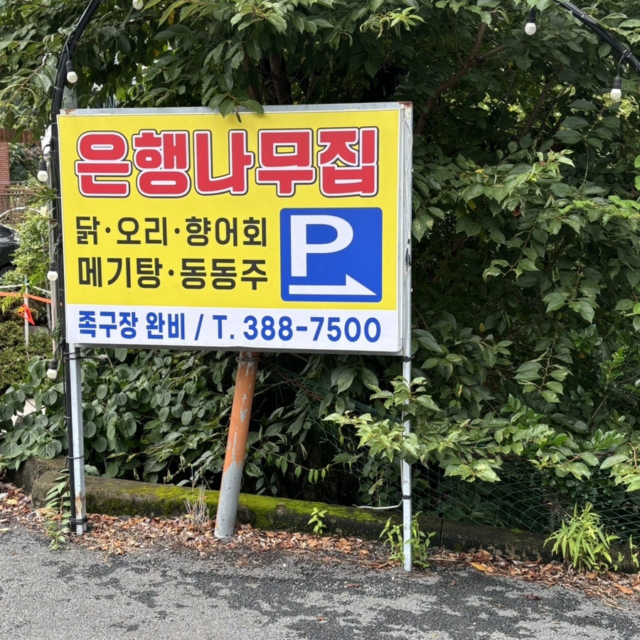 은행나무집 사진 2