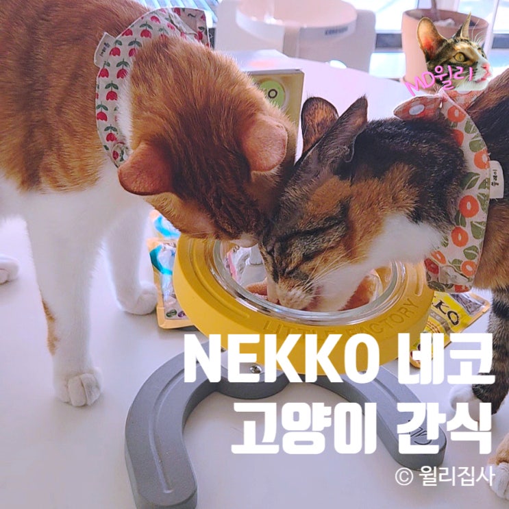  고양이간식 추천 네코 젤리 무스 파우치 습식