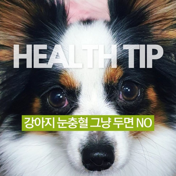  강아지 한쪽 눈충혈 원인, 눈꼽, 눈물 그냥 두면 안 됨