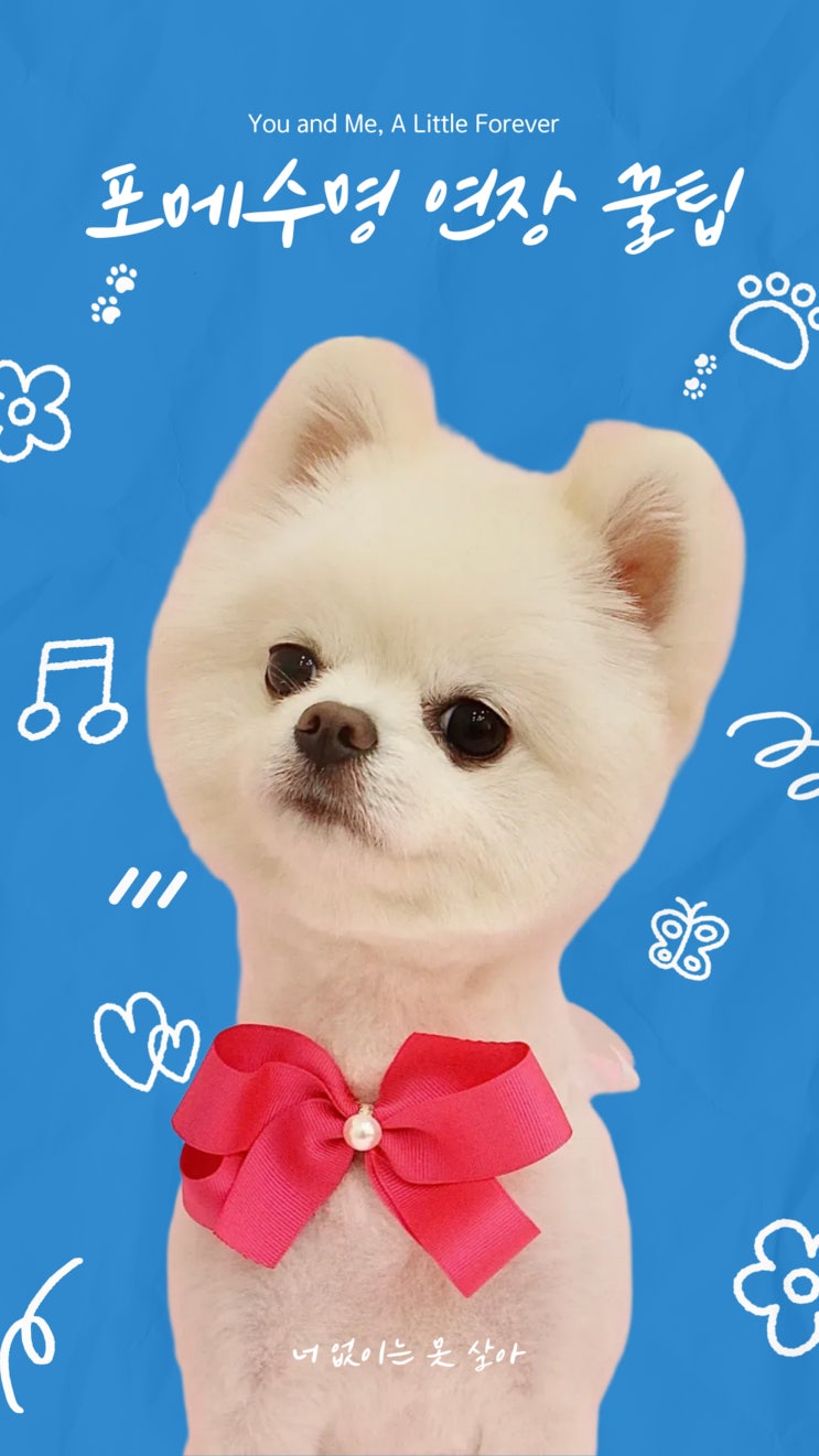  포메수명 , 평균 몇 년? 오래 함께하는 포메수명 연장 꿀팁 