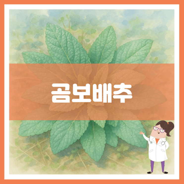  곰보배추 효능 부작용 먹는 방법