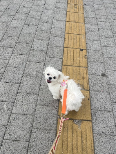 사진 9