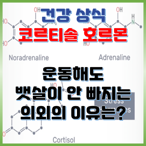  운동해도 뱃살이 안 빠지는 의외의 이유, 코르티솔 호르몬을 아시나요?