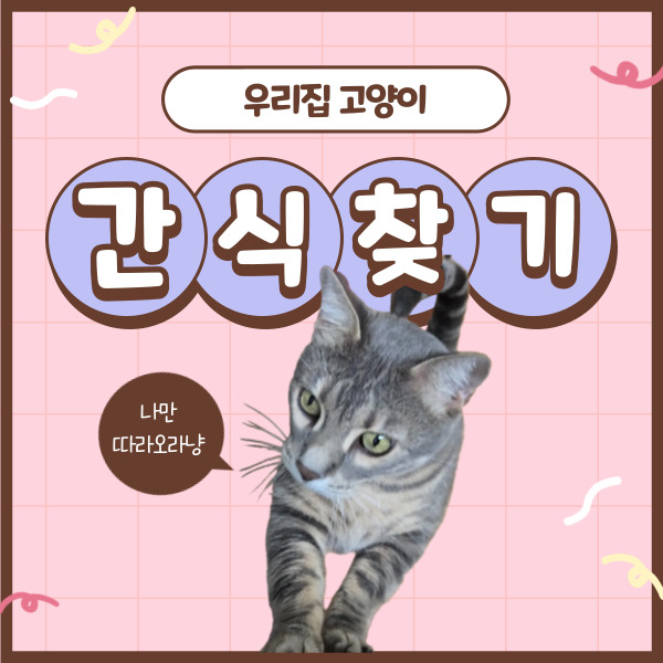  우리집 냥이 최애 찾기! 네코 고양이 간식 리뷰