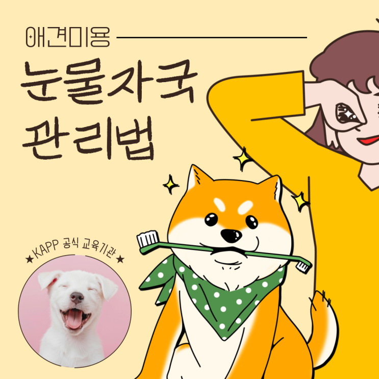   강아지눈물자국 관리, 미용 자격증이 필요한 이유? (feat. 우리 댕댕이 눈물 자국 해방 프로젝트!)