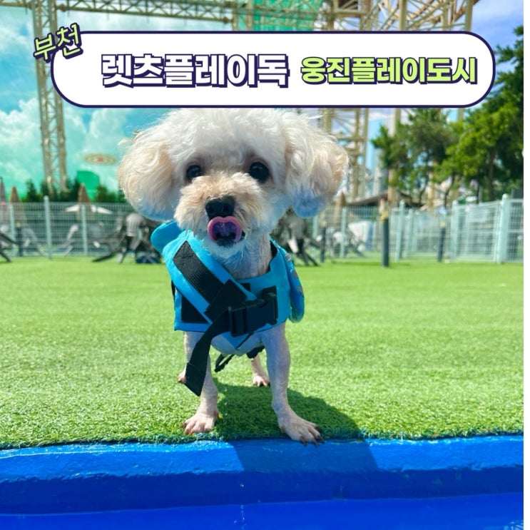  [렛츠플레이독 웅진플레이도시] 서울 근교 부천 강아지수영장 물놀이 추천