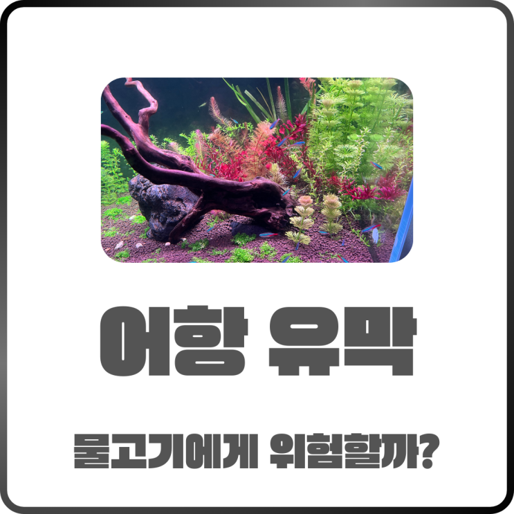  어항 유막 물고기한테 위험할까? 원인부터 제거 방법까지