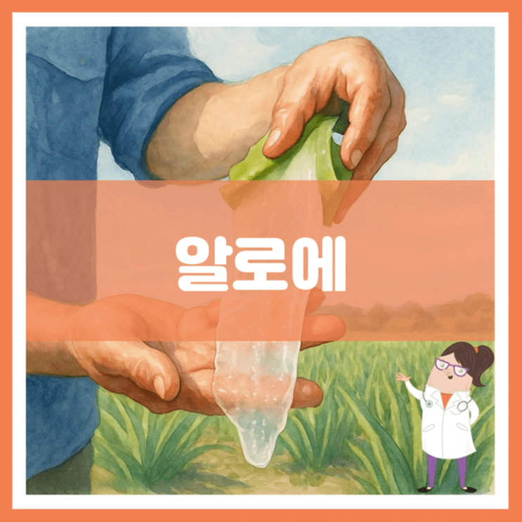  알로에 효능 부작용 먹는 방법