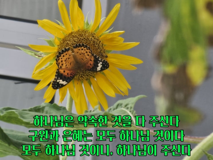  jms 정명석목사 잠언 ㅡ 하나님이 주신다