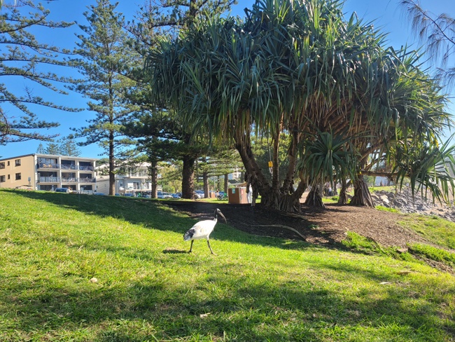  골드코스트여행 트레킹코스 버레이헤드 국립공원(Burleigh Head National Park)