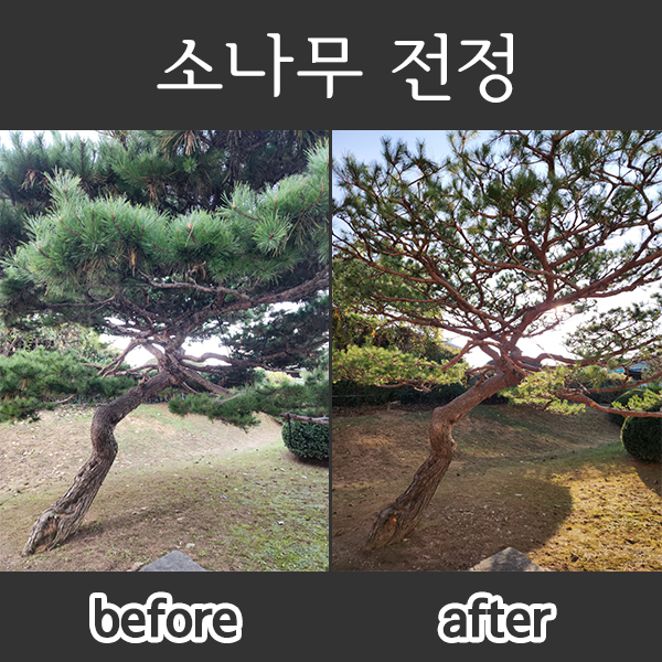  수형이 멋진 큰 소나무 전정
