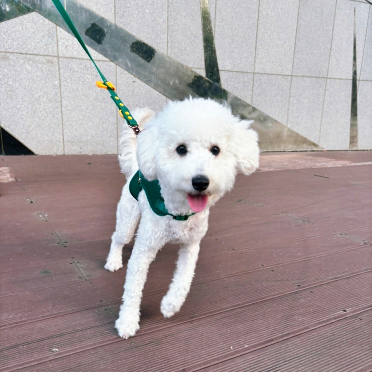  강아지 산책줄 소형견 중형견 가슴줄 가벼운 하네스 리드줄 지니하우스 에어리즘하네스 딥그린 컬러 여름 하네스 추천