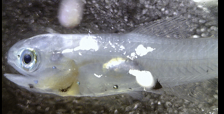 3-1. Benthosema sp. (cf. pterotum)(alive early juvenile) イワハダカ-類  깃비늘치