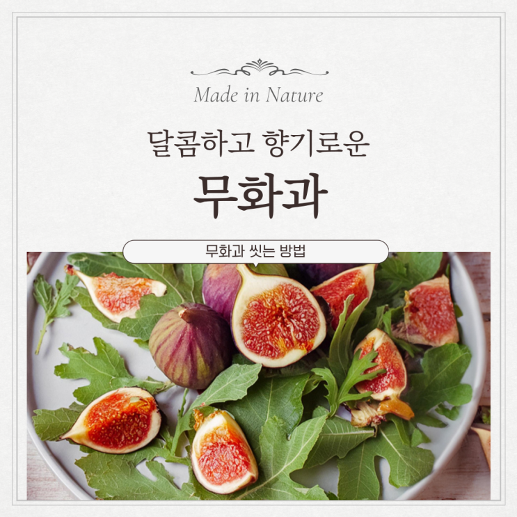  제철 무화과 씻는법 근데 댕댕이에겐 금지? ️ 펫 전문가가 알려주는 비밀!