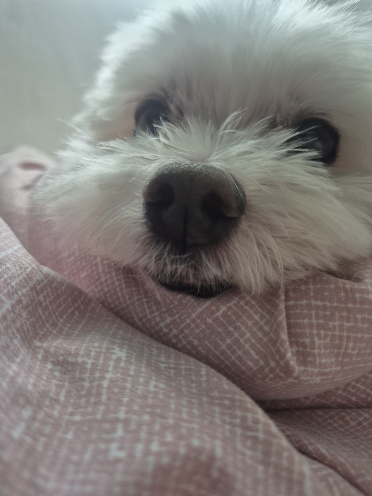  강아지 산책 서울 핫플레이스 앱 리뷰