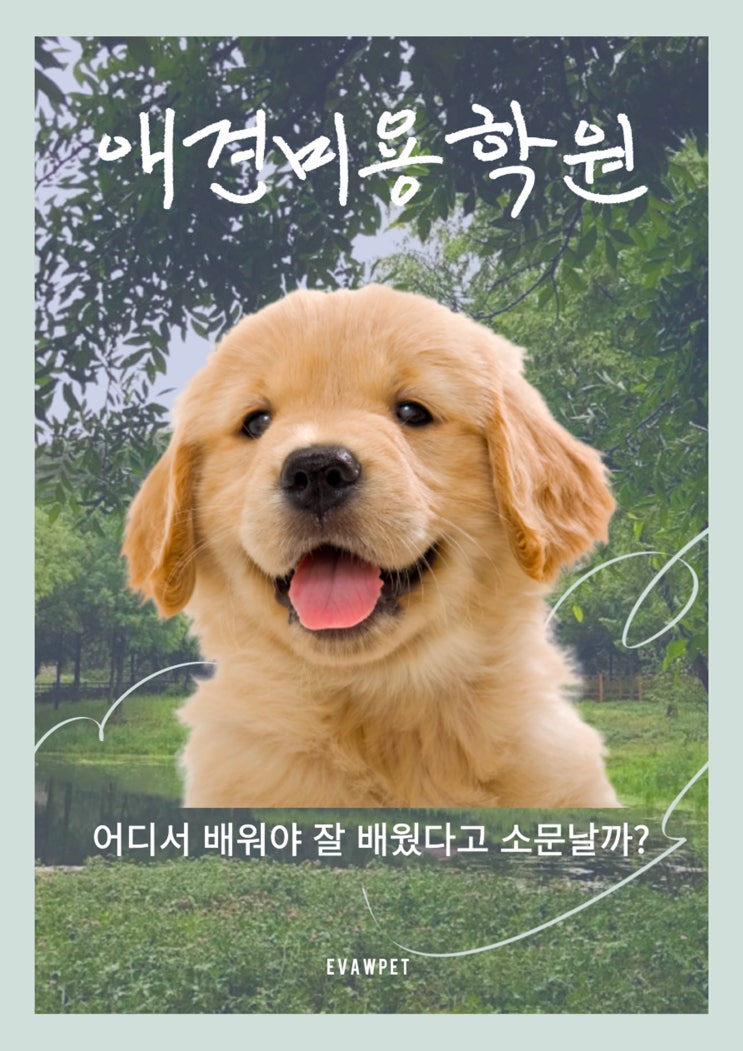  포항애견미용학원 , 행동교정·아로마·펫푸드까지 무료로?