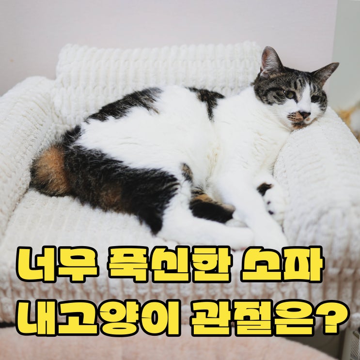 고양이 관절을 생각한다면 울리봉봉 펫소파 탄탄한 내구성