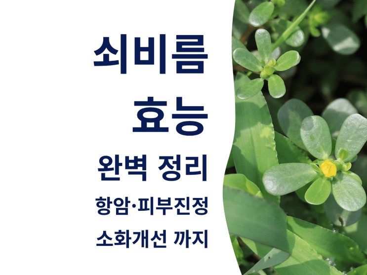  쇠비름 효능 완벽 정리: 항암·피부진정·소화개선 까지