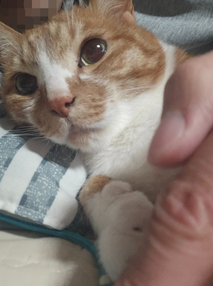  집사의 품을 사랑한 고양이 밤톨이