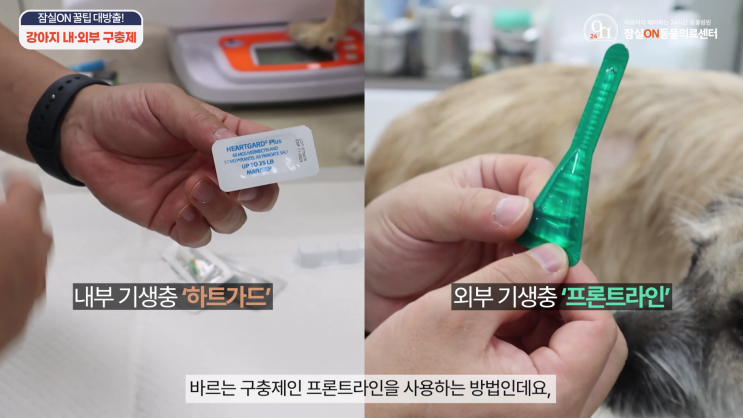   2025년 강아지 구충제 먹이는 법 완벽 가이드