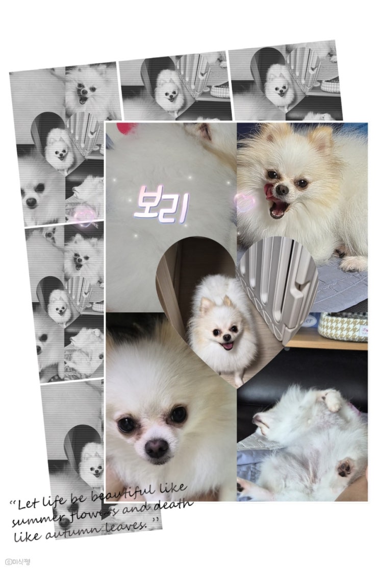  [ 반려동물 ] 포메라니안 미용하기 전 보리와 함께 힐링하고 가세요 ~~
