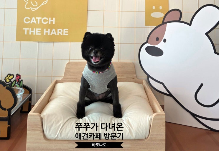  수원 영통 '바로나도' 애견카페