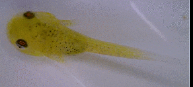 Liparis punctulatus (late larval-early juvenile) スナビクニン 꼬마꼼치