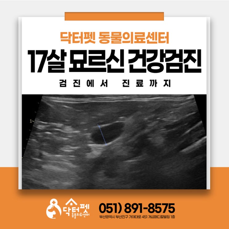  17살 코숏 묘르신의 갑상선기능항진증 관리 이야기 부산고양이전문병원