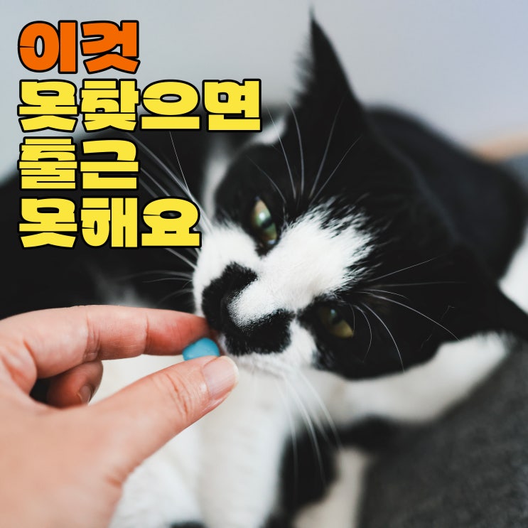  고양이가 삼키면 위험한 일상생활 용품 개복수술까지 할 수 있어요