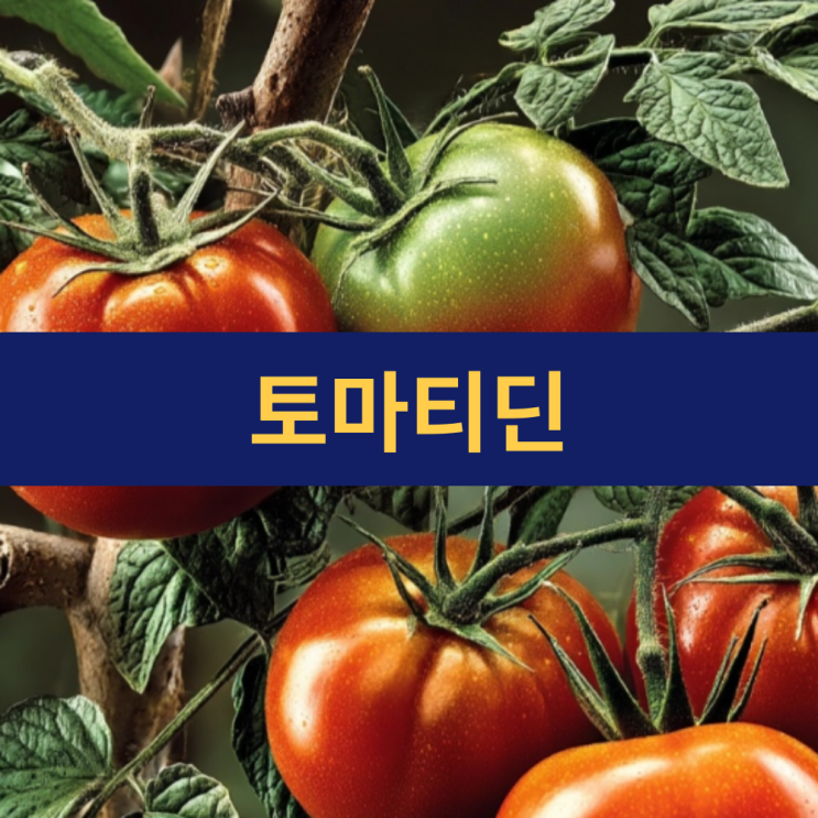  토마티딘 | 녹색 토마토의 숨겨진 효능 | 토마티딘 효능