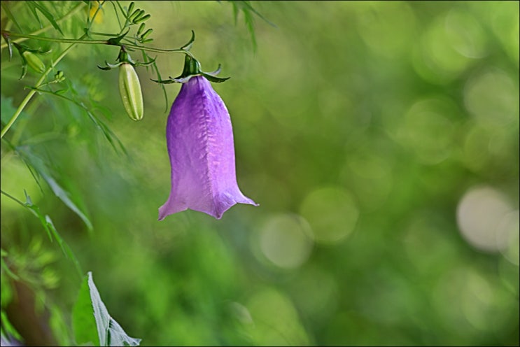 화악산 야생화 트레킹(금강초롱, 닻꽃, 등산코스, 주차)