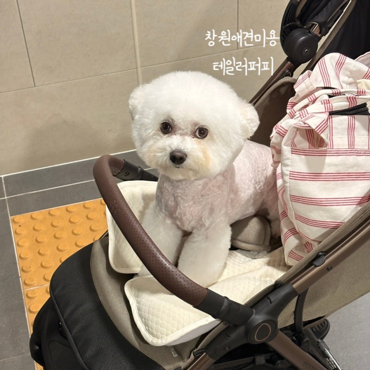  [테일러퍼피] 창원애견미용 비숑미용 후기