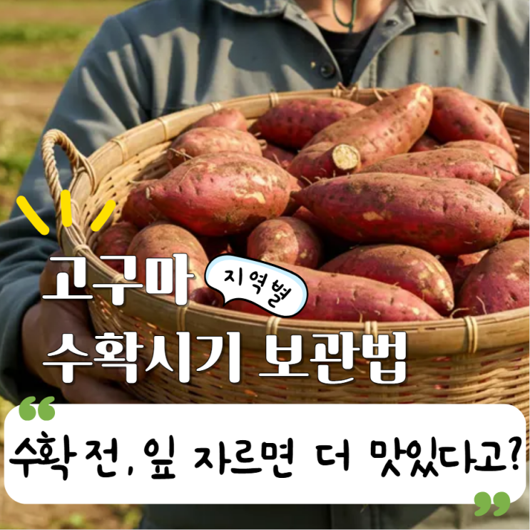  고구마 지역별 수확시기 캐는시기 보관법?