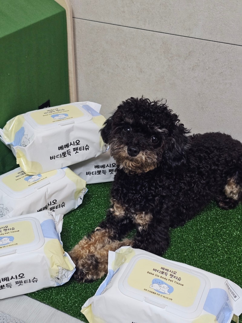 베베시오 강아지물티슈 강아지바디티슈 강아지여행용품으로 추천