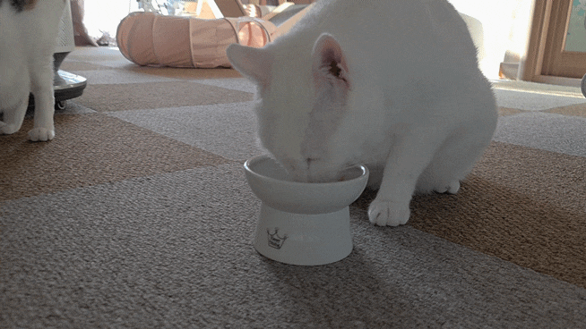  고양이일상 : 빗질은 최고의 행복  츄르는 특별한 보상, 섬섬이와 옥수의 알쏭달쏭한 마음과 강아지·고양이의 다른 식사 태도