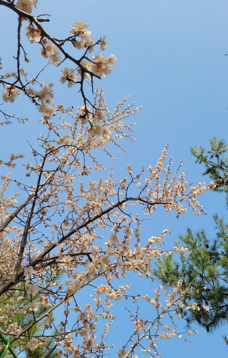  4월일상 2 :: 봄바람 휘날리며