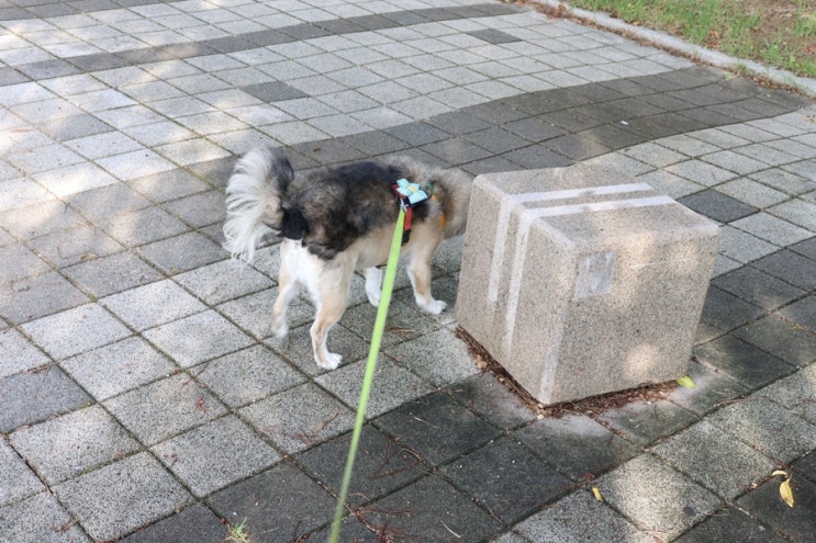  강아지 산책 생각 많은 개엄마와 생각하기 싫은 강단풍