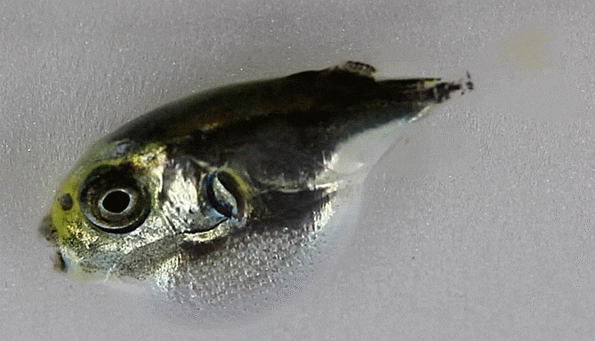 2-1. (tentative) Lagocephalus spadiceus complex ( Juvenile Type A) シロサバフグ 은밀복 유어 타입A