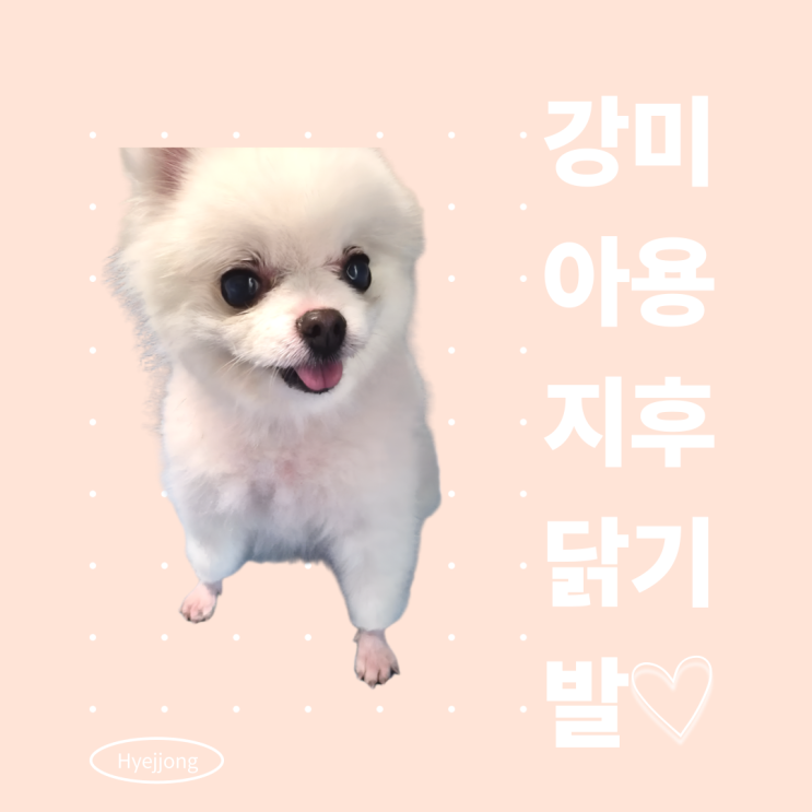   미끄럼 방지 완료! 강아지 닭발 미용 미용 후기 