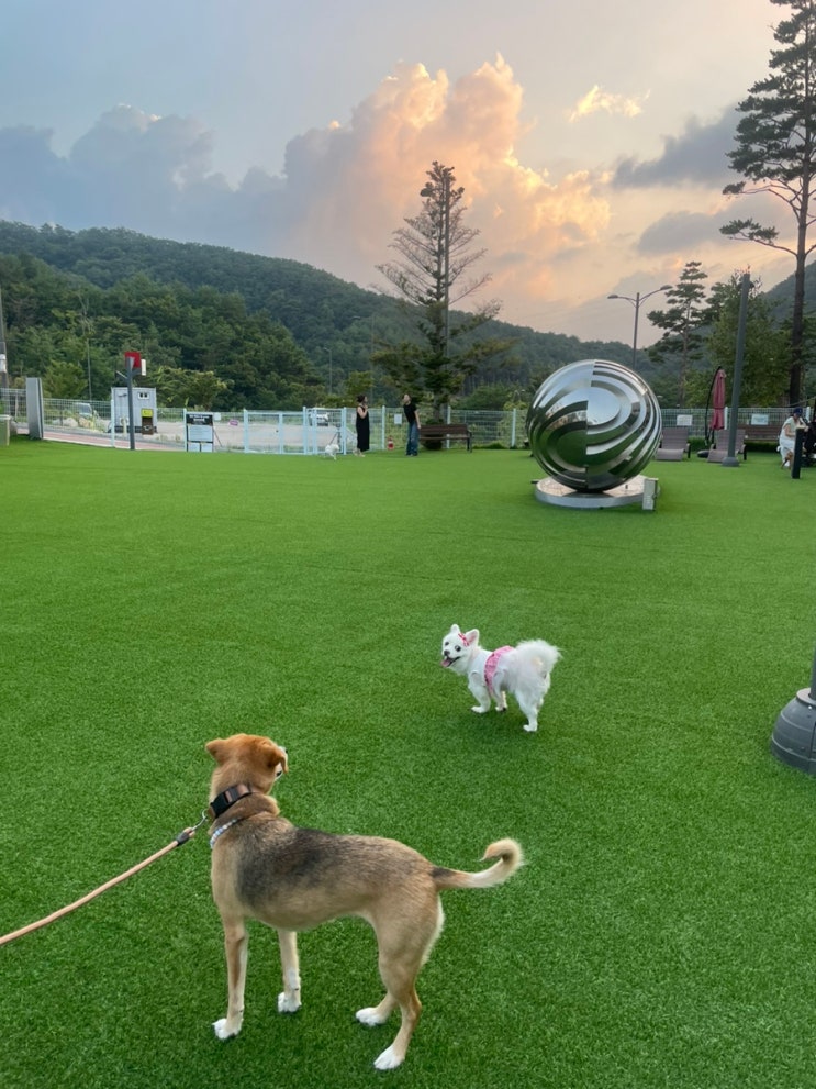  평창 라마다 호텔&스위트 반려견놀이터 이용 후기