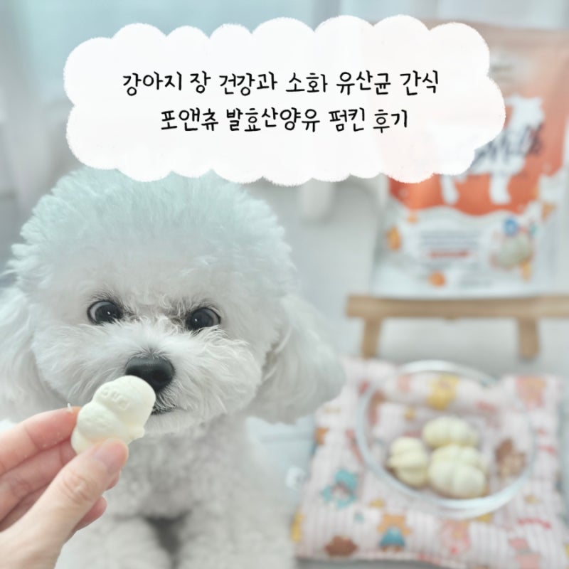 강아지 장 건강과 소화에 좋은 유산균 간식 포앤츄 발효산양유 펌킨 후기